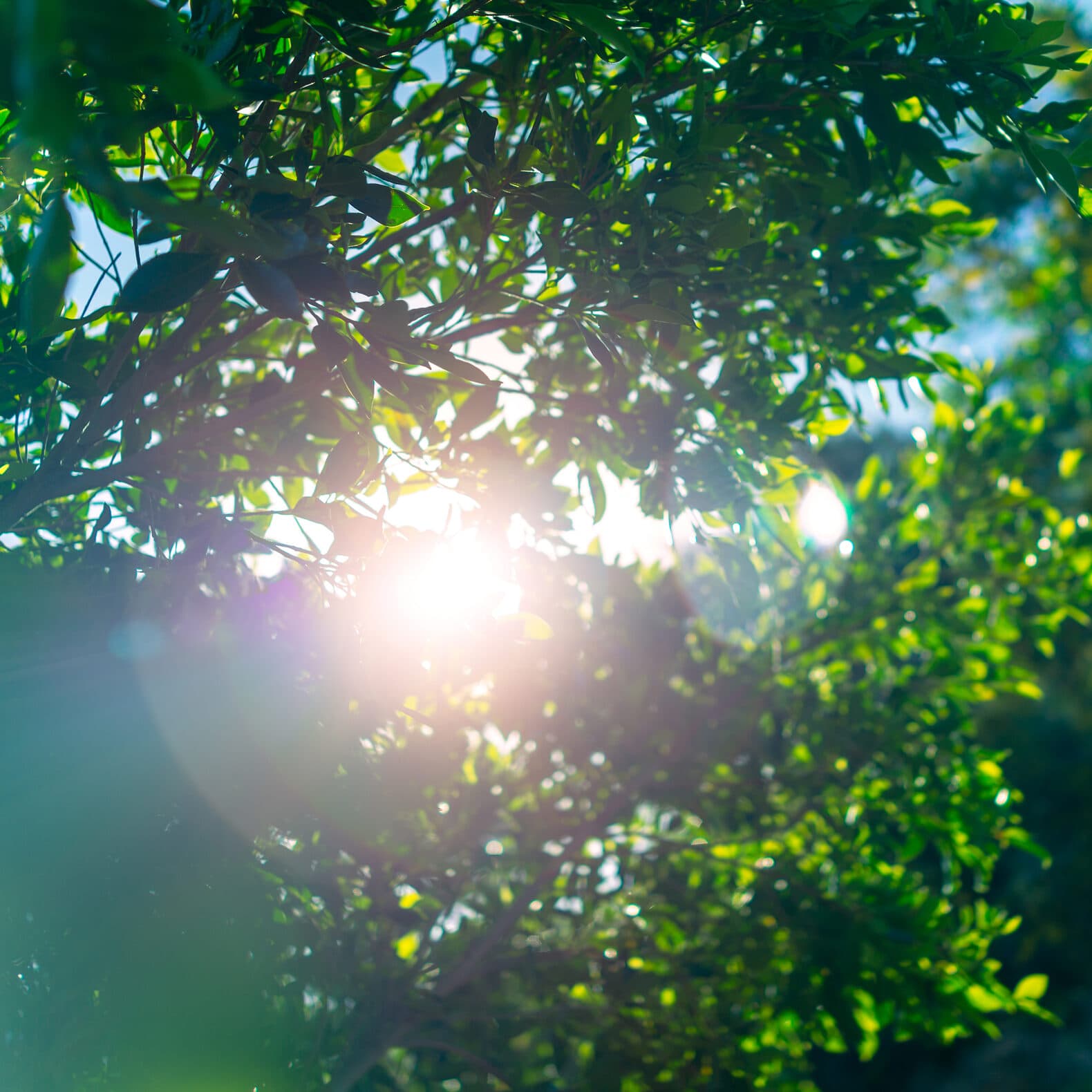 Sun shining though trees